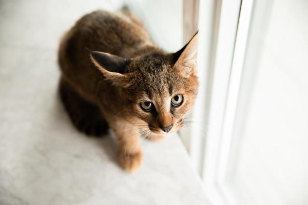 Races de chat qui ressemblent à un lynx - Caracat