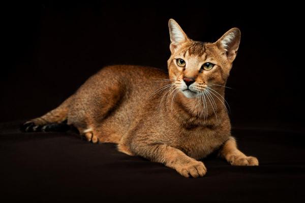 Races de chat qui ressemblent à un lynx - Chausie
