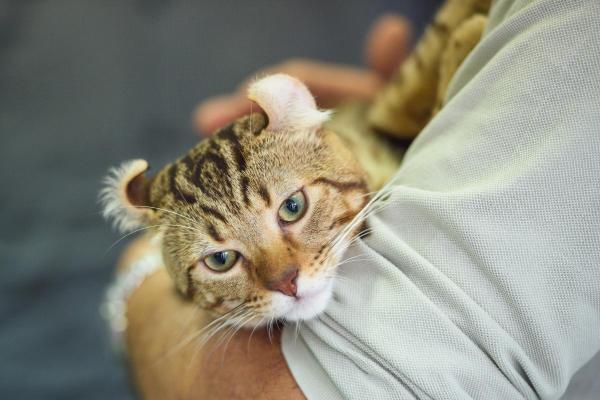 Races de chat qui ressemblent à un lynx - Highlander