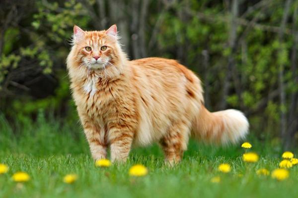 Races de chat qui ressemblent à un lynx - Maine Coon