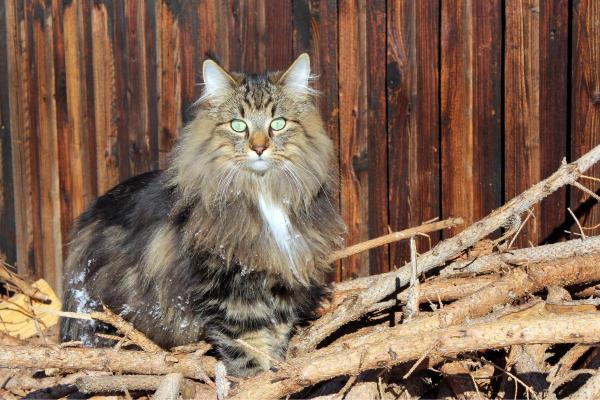 Races de chat qui ressemblent à un lynx - Norvégien