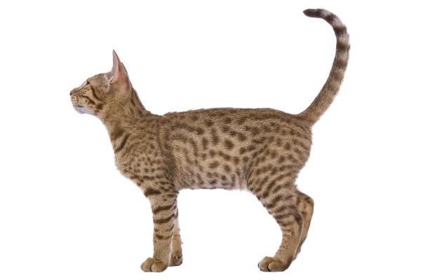 Races de chat qui ressemblent à un lynx - Ocicat