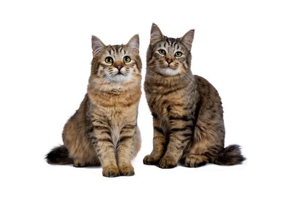 Races de chat qui ressemblent à un lynx - Pixie-Bob