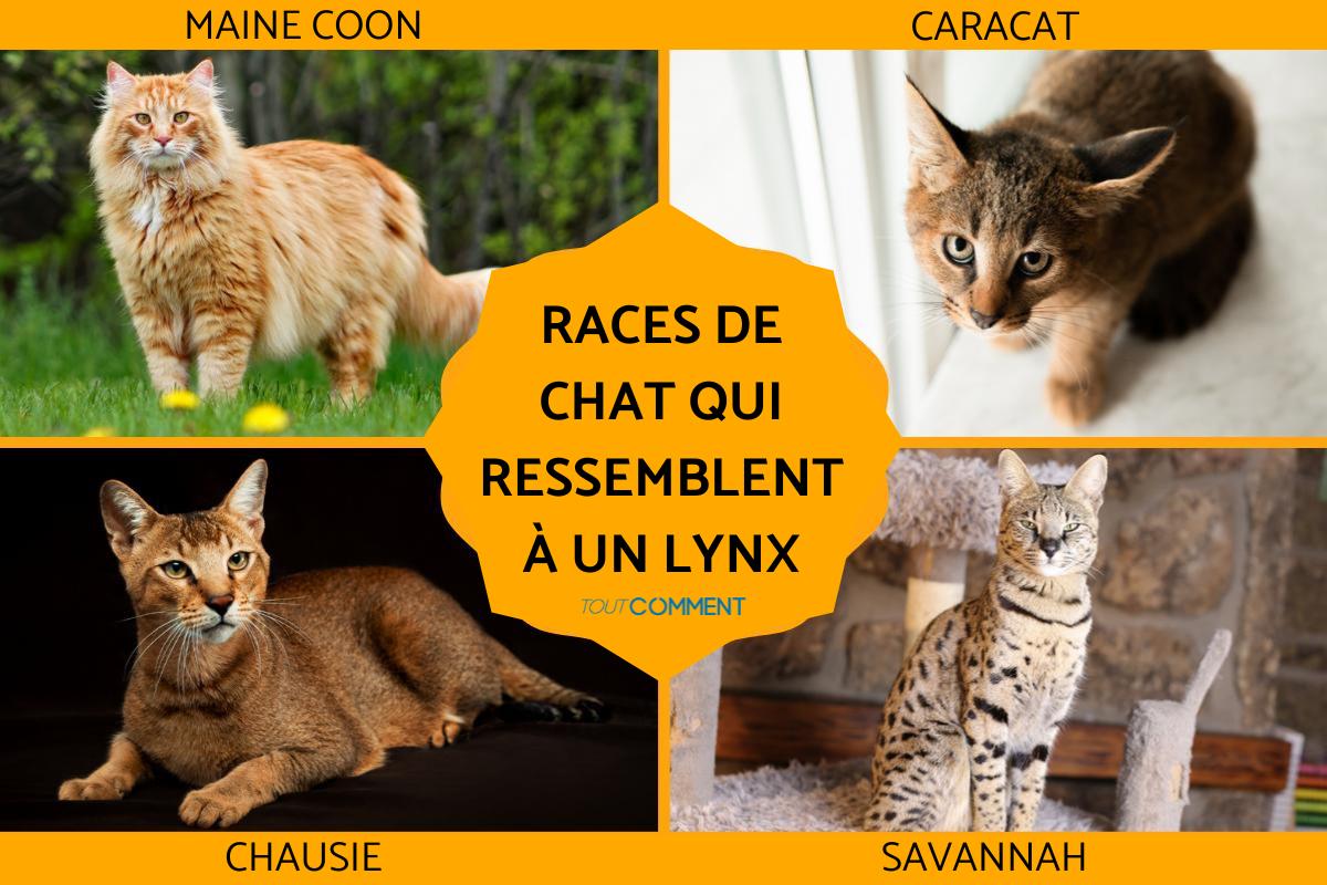 Races de chat qui ressemblent à un lynx