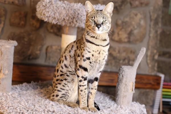 Races de chat qui ressemblent à un lynx - Savannah