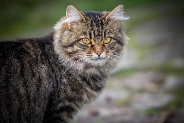 Races de chat qui ressemblent à un lynx - Sibérien