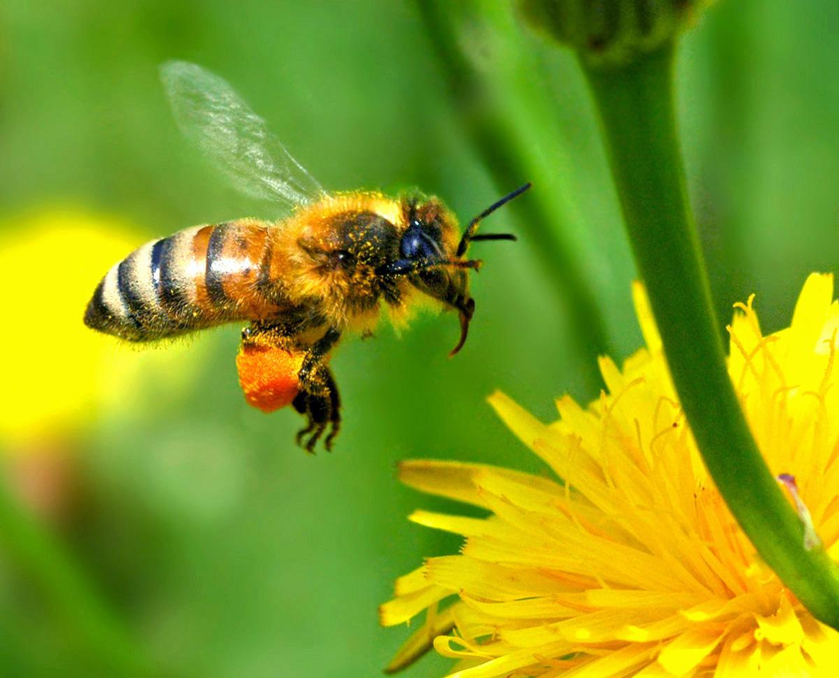 Signification des rêves d'abeilles - Explication simple