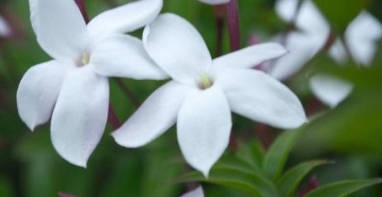 Quelle est la signification de la fleur de jasmin