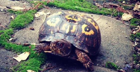 Comment prendre soin de la carapace d'une tortue terrestre 