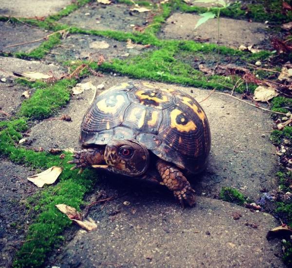 Comment prendre soin de la carapace d'une tortue terrestre 