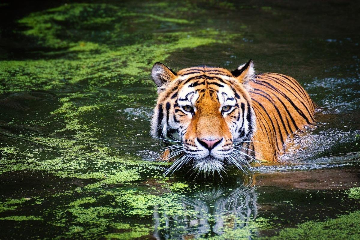 Rêver de tigre - Signification des rêves