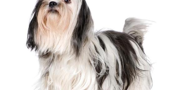 Comment couper les poils du shih tzu