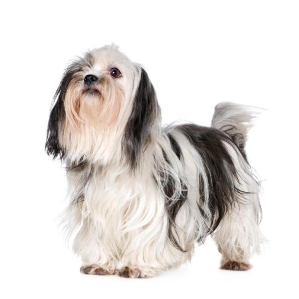 Comment couper les poils du shih tzu