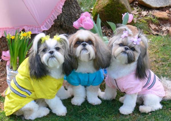 Comment couper les poils du shih tzu - Étape 3
