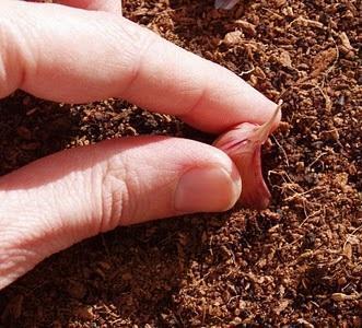 Comment faire pousser de l'ail - Étape 2