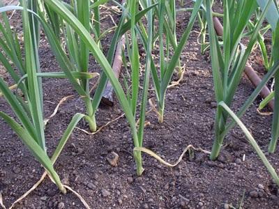 Comment faire pousser de l'ail - Étape 5