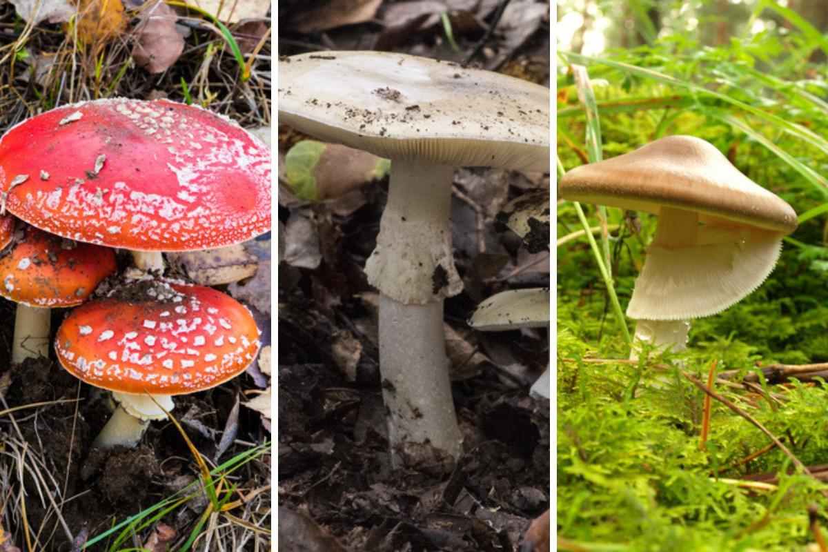 Comment reconnaître un champignon comestible