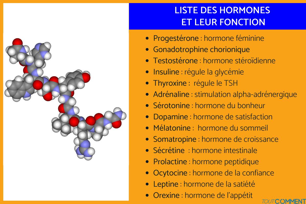 Liste des hormones et leur fonction