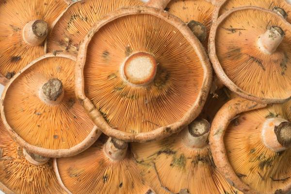 Lactaires délicieux : bienfaits, propriétés et recettes