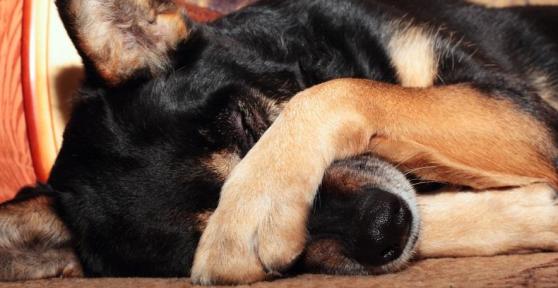 Comment nourir un chien qui vomit