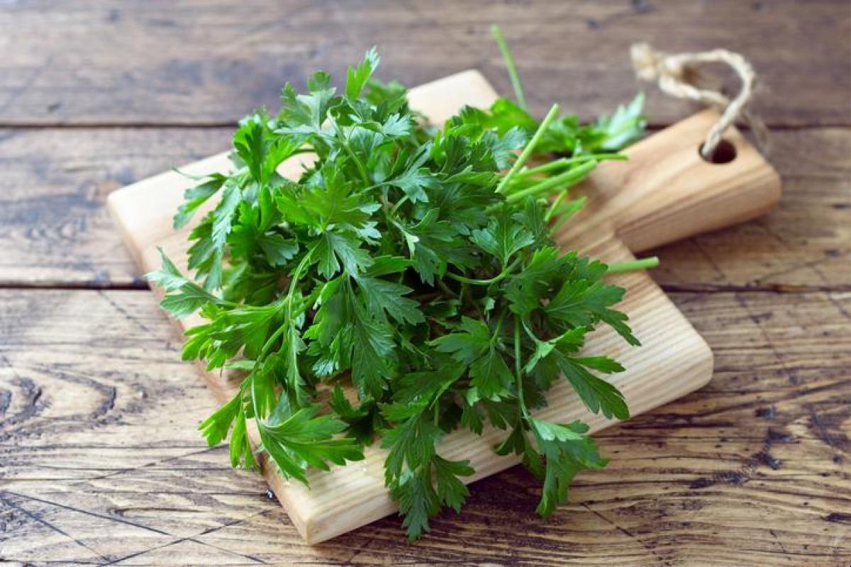 Comment conserver la coriandre ?