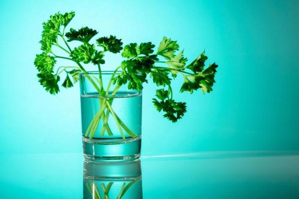 Comment conserver la coriandre ? - Conserver la coriandre dans de l'eau