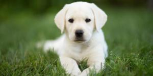 Quelle quantité doit manger un chiot labrador