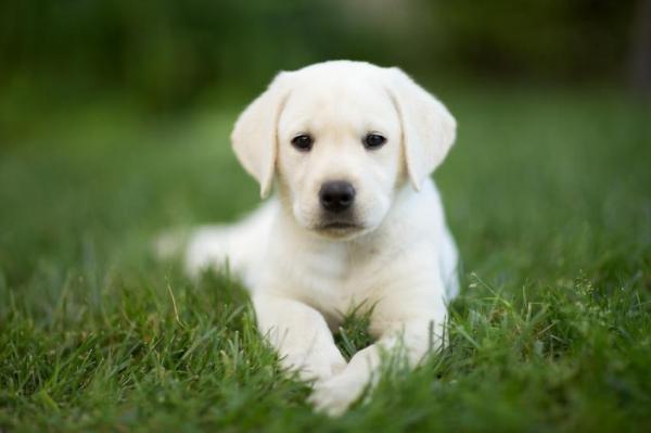 Quelle quantité doit manger un chiot labrador