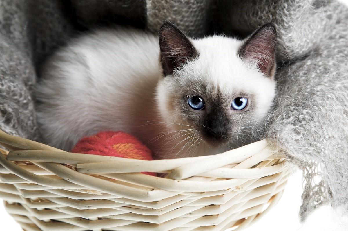 Comment savoir si votre chatte est enceinte