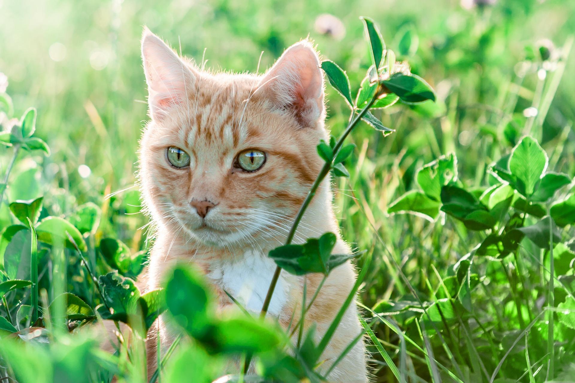 Comment savoir si votre chatte est enceinte 6 étapes