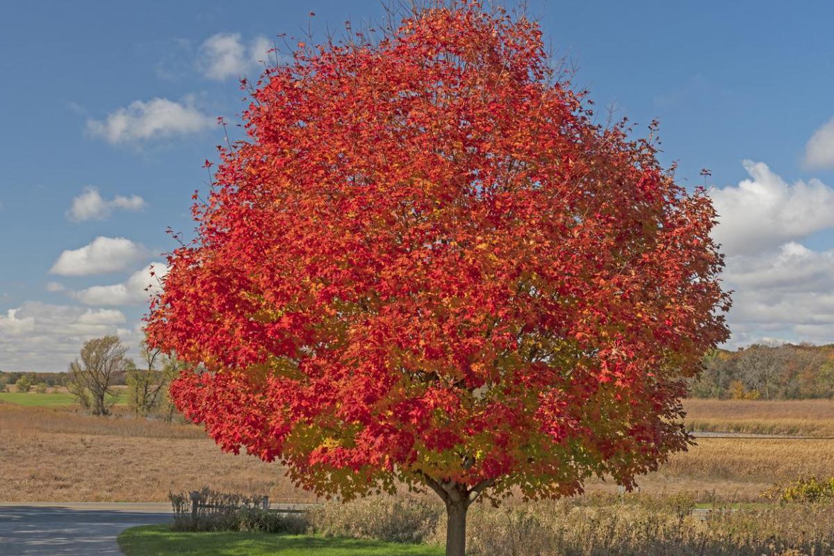 Arbres d'automne - À feuilles rouges, jaunes et oranges