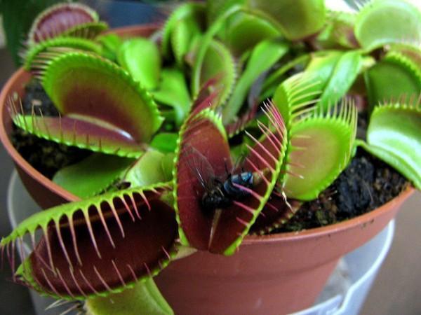 Entretenir Une Plante Carnivore