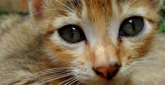 Que faire si votre chat ne veut pas manger
