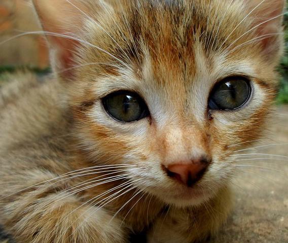 Que faire si votre chat ne veut pas manger