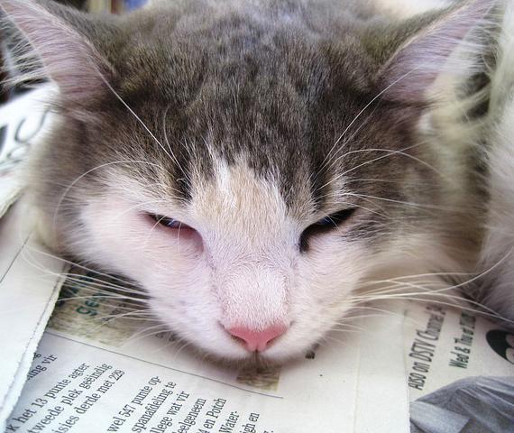 Que faire si votre chat ne veut pas manger - Étape 6