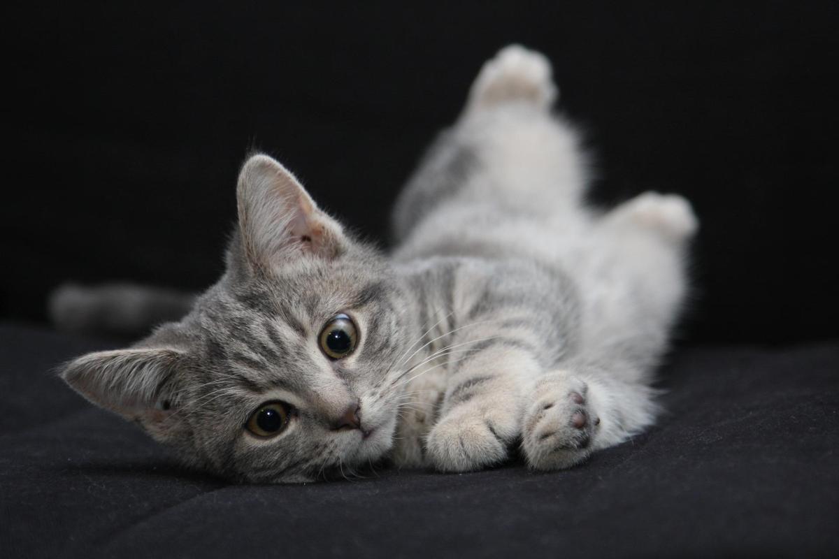 La signification des postures du chat