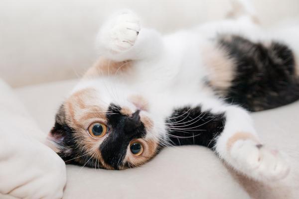La signification des postures du chat - Étape 1