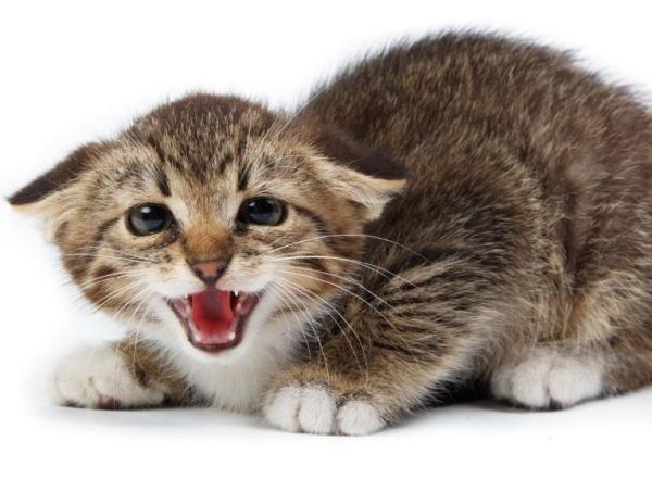 La signification des postures du chat - Étape 2