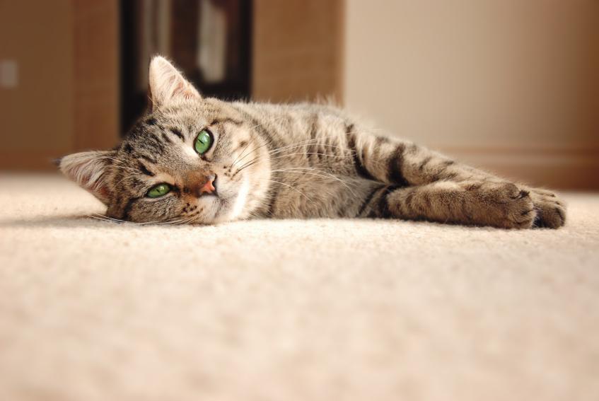 La signification des postures du chat 7 étapes