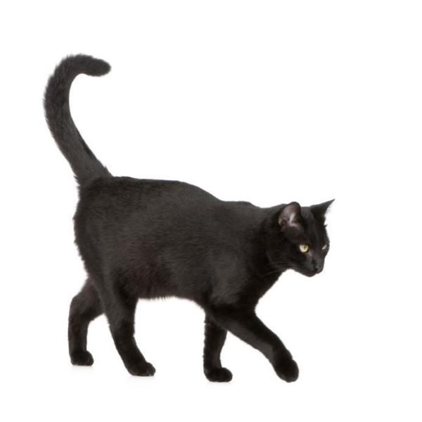 La signification des postures du chat - Étape 4