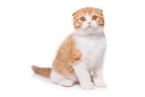 La signification des postures du chat - Étape 5