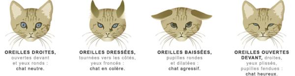 La signification des postures du chat - Étape 6