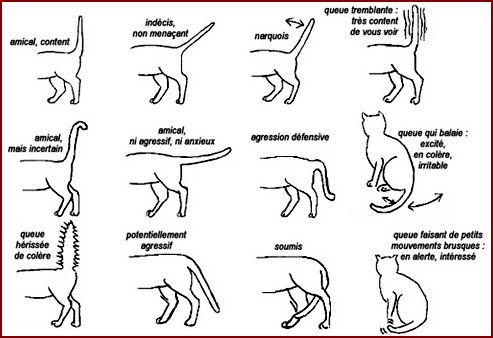 La signification des postures du chat - Étape 7