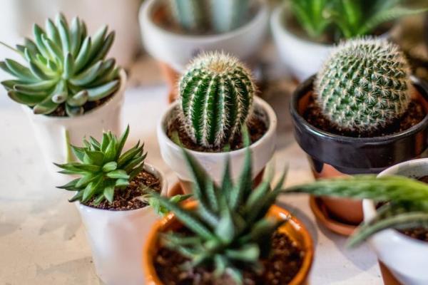 Sortes de cactus d'intérieur