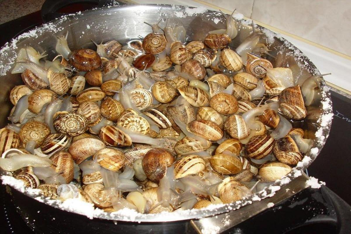 Comment nettoyer et préparer des escargots
