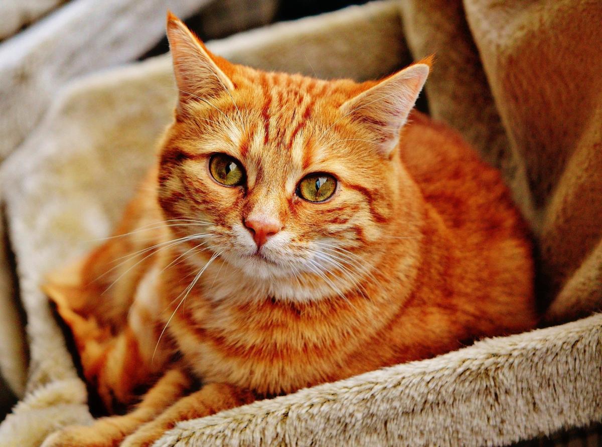 Comment soigner une cystite chez le chat