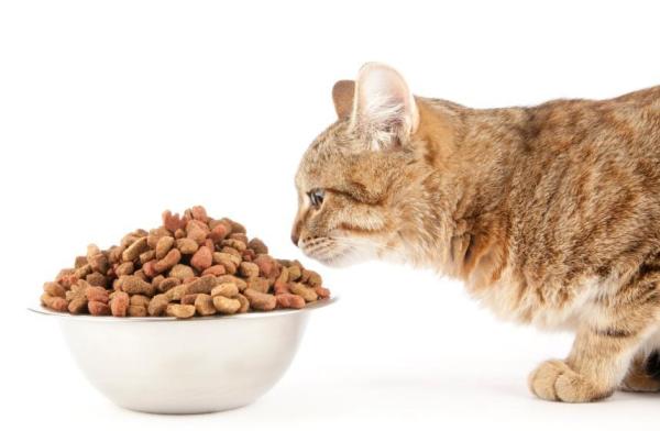 Comment soigner une cystite chez le chat - Étape 5