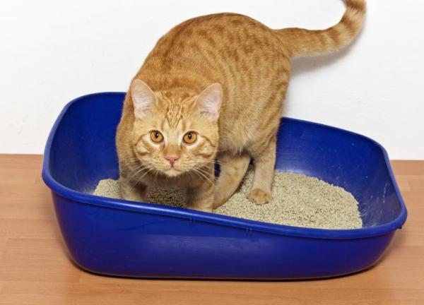 Comment soigner une cystite chez le chat - Étape 6