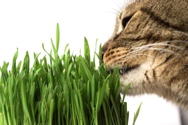Comment soigner une cystite chez le chat - Étape 8