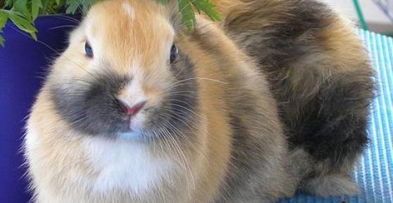 Comment s'occuper d'une lapine enceinte